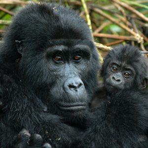Female gorilla with a young one in Bwindi Forest