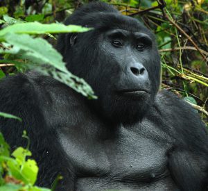 Silverback Mountain Gorilla in Bwindi Forest