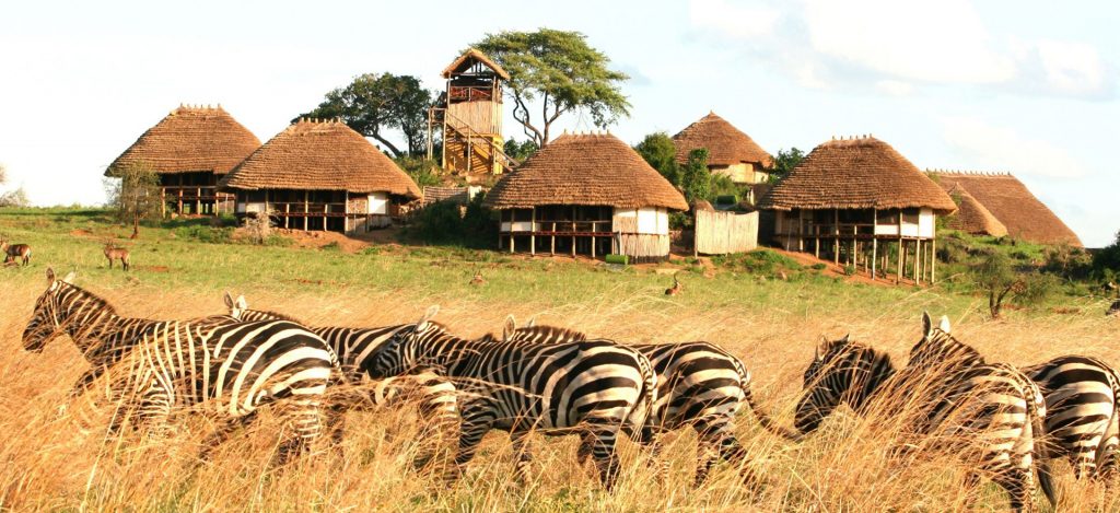 A backdrop of Zebras in Kidepo Valley National Park